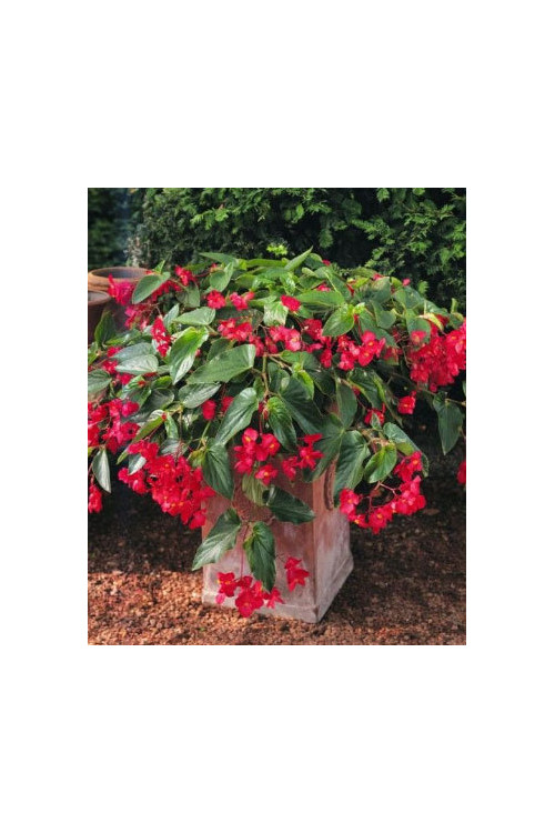 Begonia (Dragon) 'Big Red Green Leaf'' div class'lat' Begonia /div