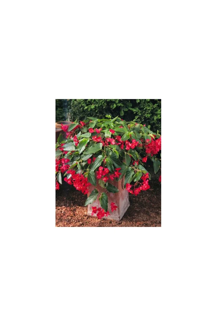 Begonia (Dragon) 'Big Red Green Leaf'' div class'lat' Begonia /div