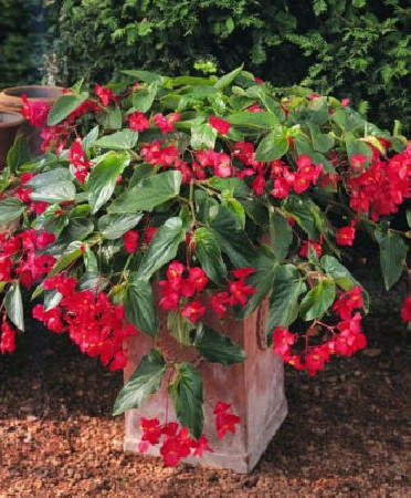 Begonia (Dragon) 'Big Red Green Leaf'' div class'lat' Begonia /div