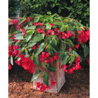 Begonia (Dragon) 'Big Red Green Leaf'' div class'lat' Begonia /div