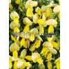 Żarnowiec 'Luna' Cytisus