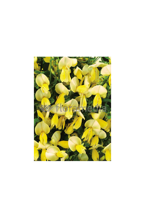 Żarnowiec 'Luna' Cytisus