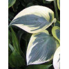 Funkia 'Valley's Glacier' Hosta