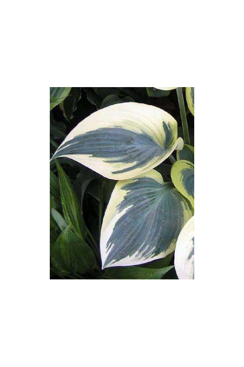 Funkia 'Valley's Glacier' Hosta