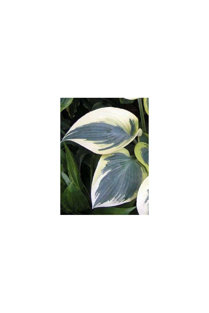 Funkia 'Valley's Glacier' Hosta