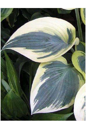 Funkia 'Valley's Glacier' Hosta