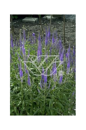 Przetacznikowiec syberyjski | Veronicastrum sibiricum