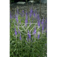 Przetacznikowiec syberyjski | Veronicastrum sibiricum