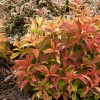 Krzewuszka cudowna 'My Monet Sunset' Weigela florida