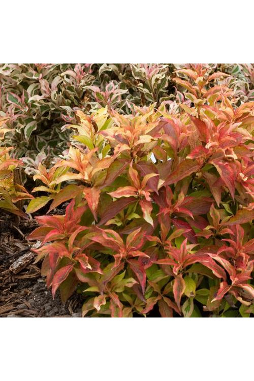 Krzewuszka cudowna 'My Monet Sunset' Weigela florida