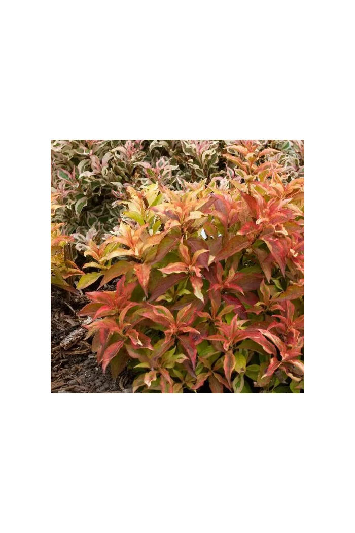 Krzewuszka cudowna 'My Monet Sunset' Weigela florida
