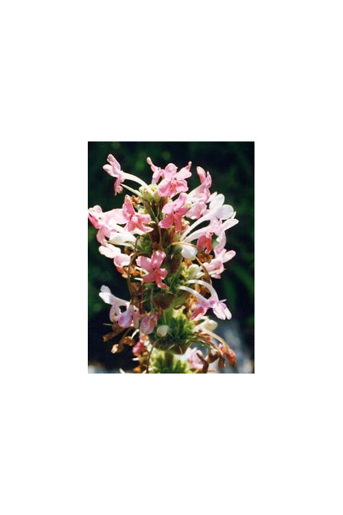 Morina wielkolistna Morina longifolia