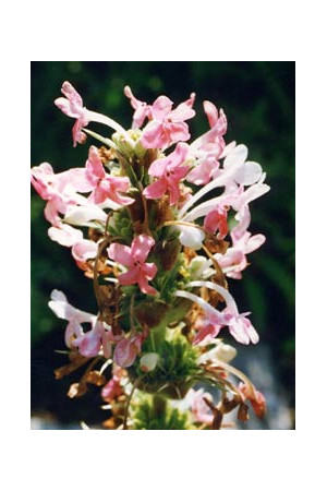 Morina wielkolistna Morina longifolia