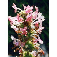 Morina wielkolistna Morina longifolia