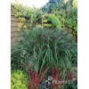 Rozplenica japońska 'Red Head' | Pennisetum alopecuroides