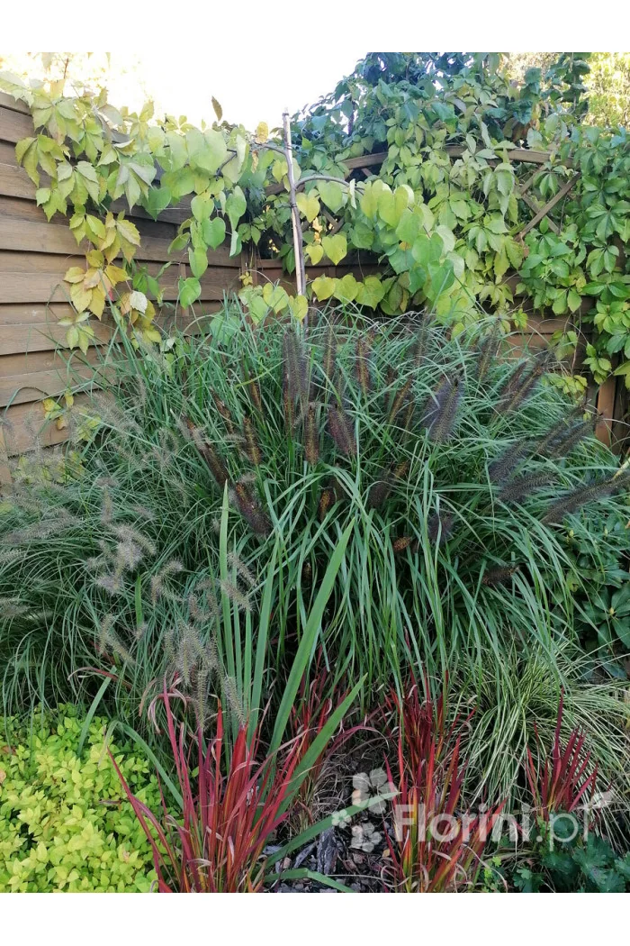 Rozplenica japońska 'Red Head' | Pennisetum alopecuroides