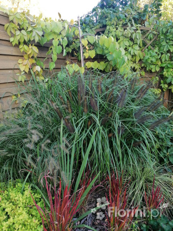 Rozplenica japońska 'Red Head' | Pennisetum alopecuroides