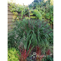 Rozplenica japońska 'Red Head' | Pennisetum alopecuroides