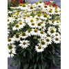 Jeżówka 'Kismet White' Echinacea