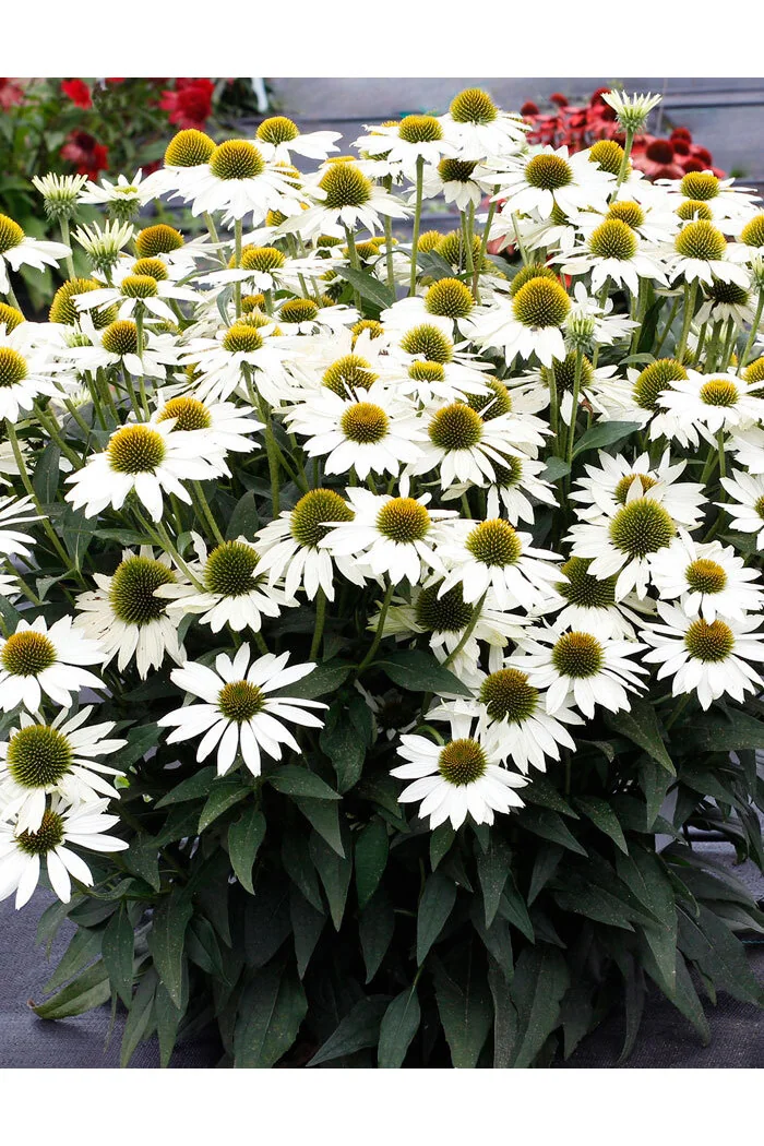 Jeżówka 'Kismet White' Echinacea