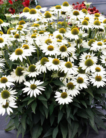 Jeżówka 'Kismet White' Echinacea