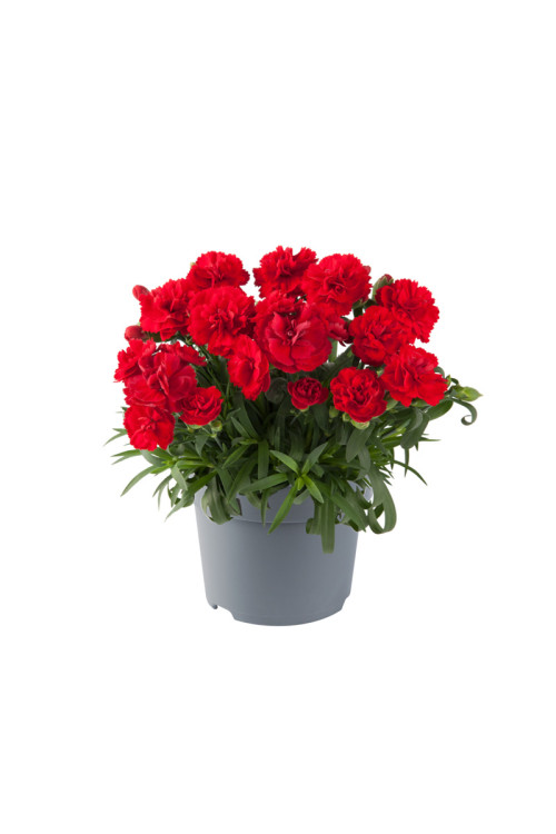 Goździk ogrodowy 'Code Bright Red' | Dianthus caryophyllus