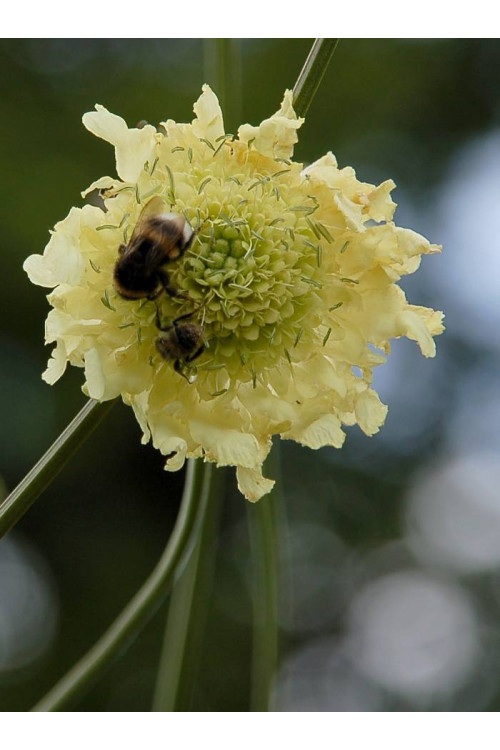 Głowaczek olbrzymi Cephalaria gigantea