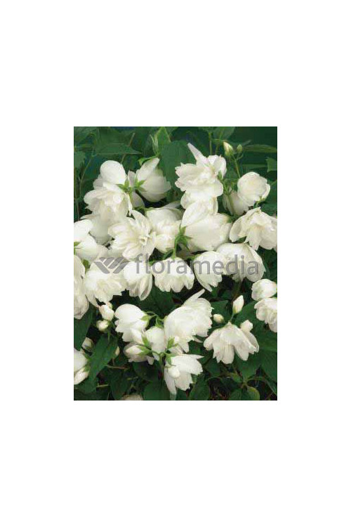 Jaśminowiec 'Girandole' | Philadelphus
