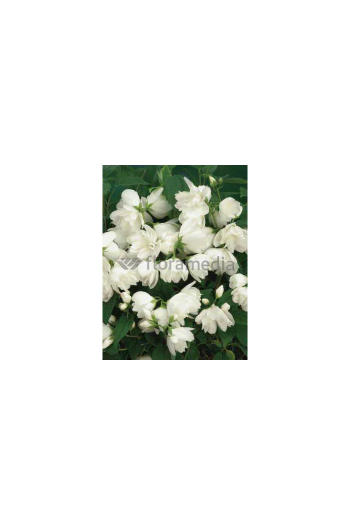 Jaśminowiec 'Girandole' | Philadelphus