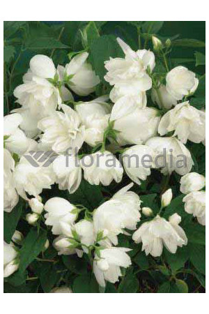 Jaśminowiec 'Girandole' | Philadelphus