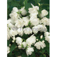 Jaśminowiec 'Girandole' | Philadelphus