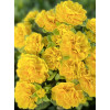 Pierwiosnek 'Belarina® Goldie' | Primula