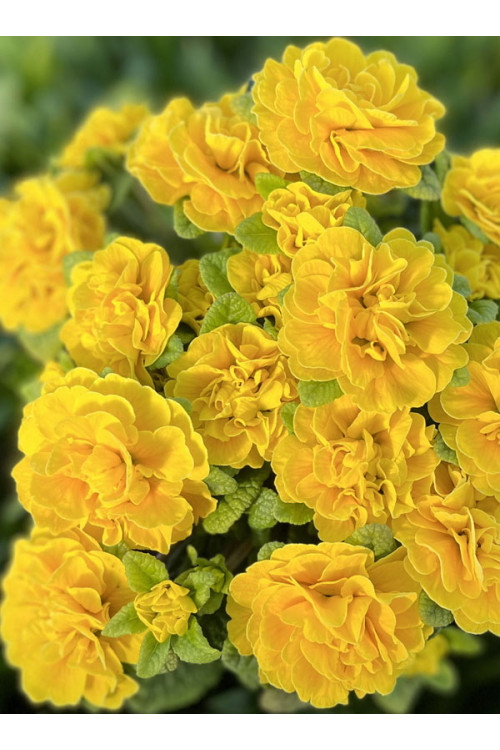 Pierwiosnek 'Belarina® Goldie' | Primula