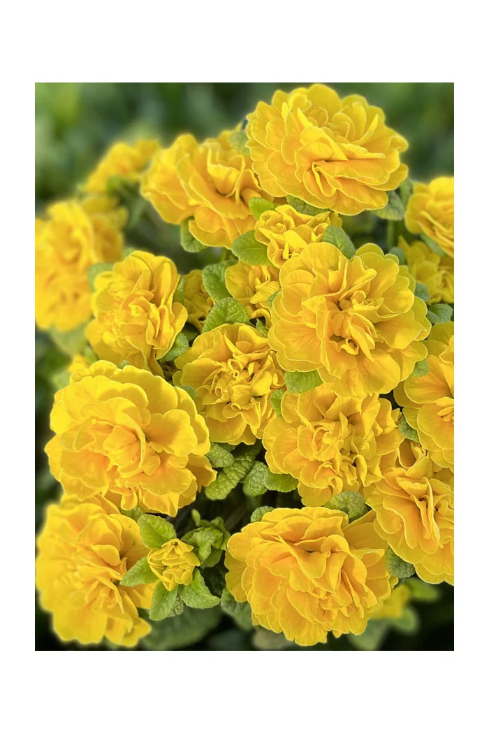 Pierwiosnek 'Belarina® Goldie' | Primula