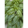 Bazylia 'Magic White' Ocimum basilicum