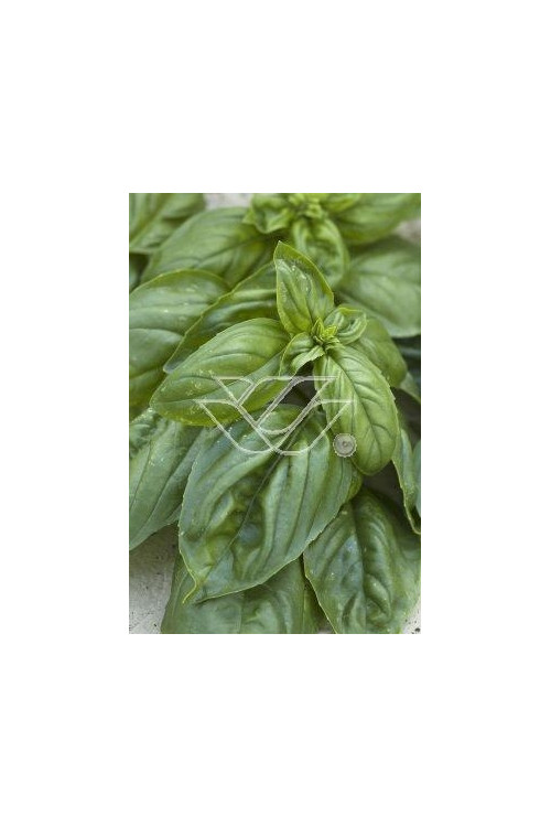 Bazylia 'Magic White' Ocimum basilicum