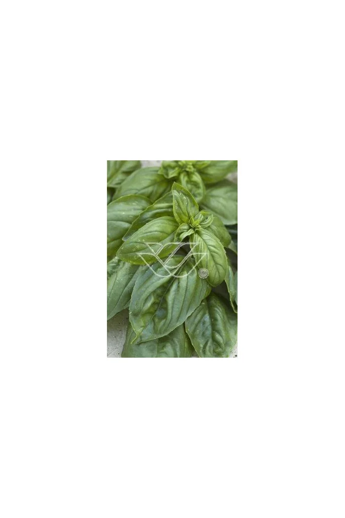 Bazylia 'Magic White' Ocimum basilicum