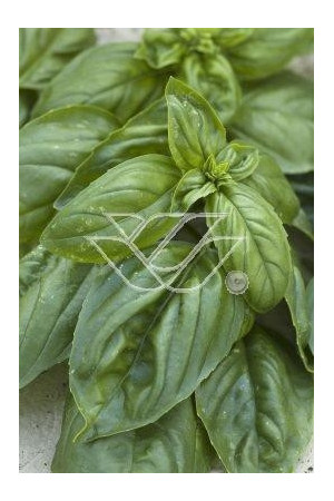 Bazylia 'Magic White' Ocimum basilicum