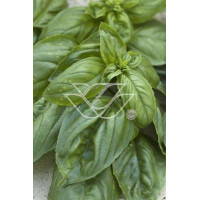 Bazylia 'Magic White' Ocimum basilicum