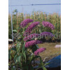 budleja, budleja border beautyl, Buddleja