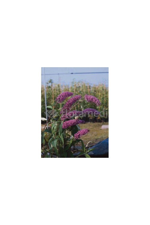 budleja, budleja border beautyl, Buddleja