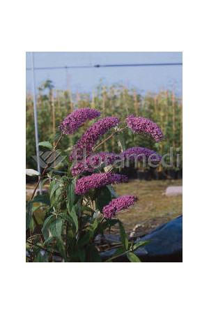 budleja, budleja border beautyl, Buddleja
