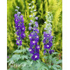 Ostróżka ogrodowa 'Dark Blue White Bee' | Delphinium
