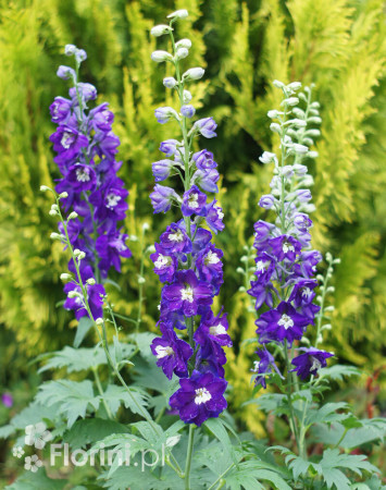 Ostróżka ogrodowa 'Dark Blue White Bee' | Delphinium
