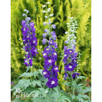 Ostróżka ogrodowa 'Dark Blue White Bee' | Delphinium