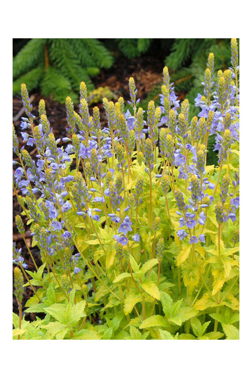 Przetacznik 'Aztec Gold' Veronica