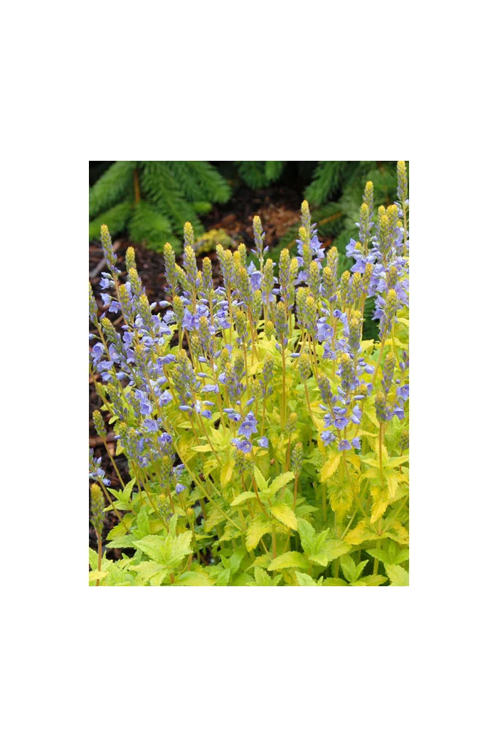 Przetacznik 'Aztec Gold' Veronica