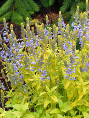 Przetacznik 'Aztec Gold' Veronica