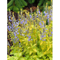 Przetacznik 'Aztec Gold' Veronica