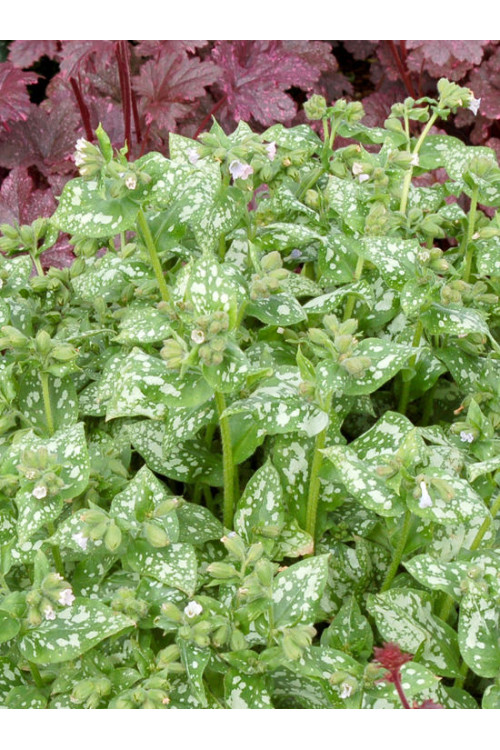 Miodunka 'Moonshine' | Pulmonaria